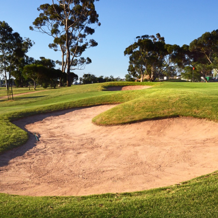 A beautiful tree in the sunshine
